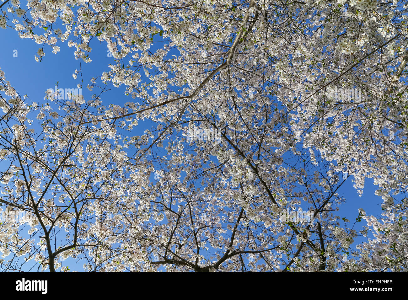 Low angle view of a Cherry Blossom tree canopy Stock Photo