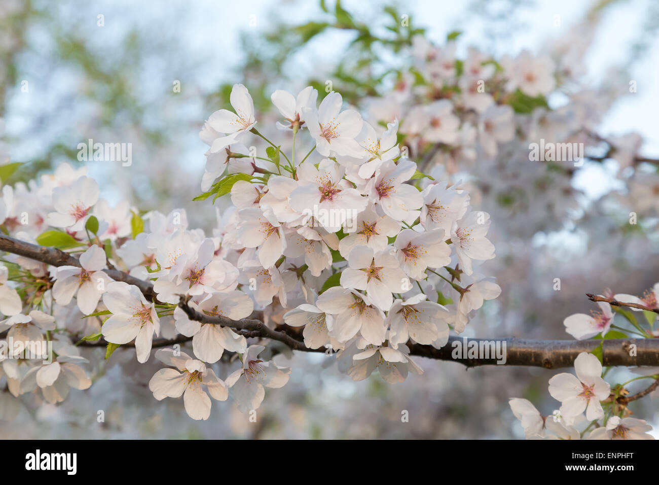 How is Blossom and sakura doing rn?