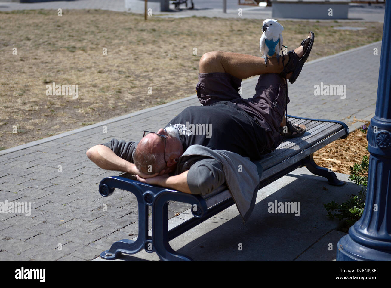 man with parrot in San Francisco USA Stock Photo