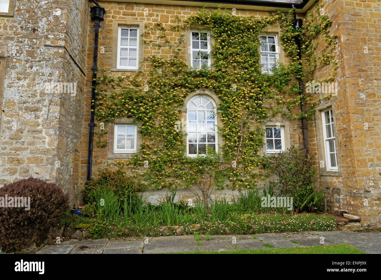 Rosa Banksiae Lutea growing on side of country house. Stock Photo