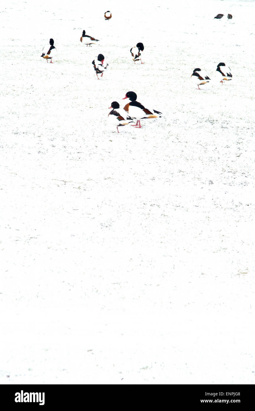 High-Key image of  Common Shelduck in the snow Stock Photo