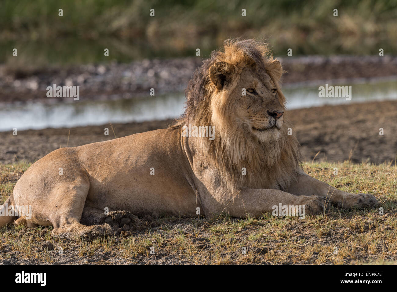 Male lion resting, Tanzania Stock Photo