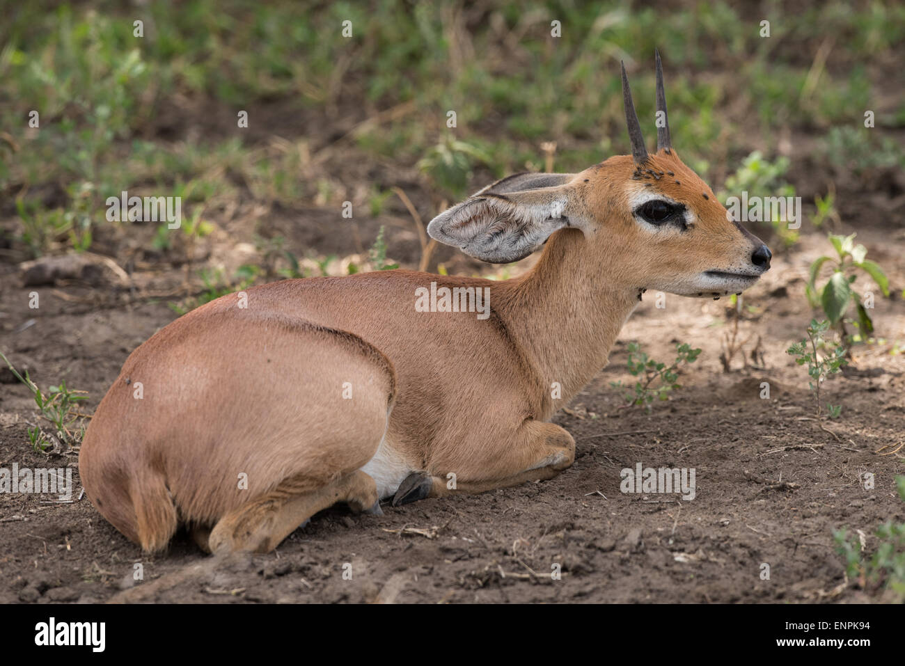 Oribi resting in the woodland, Tanzania Stock Photo