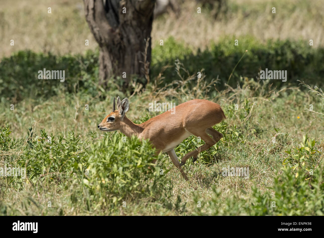 Oribi running in the woodland, Tanzania Stock Photo