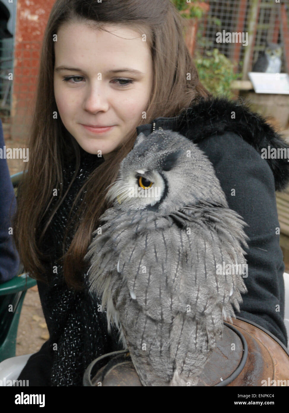 Girl with a  White-Faced Owl, Ptilopsis Leucotis Stock Photo