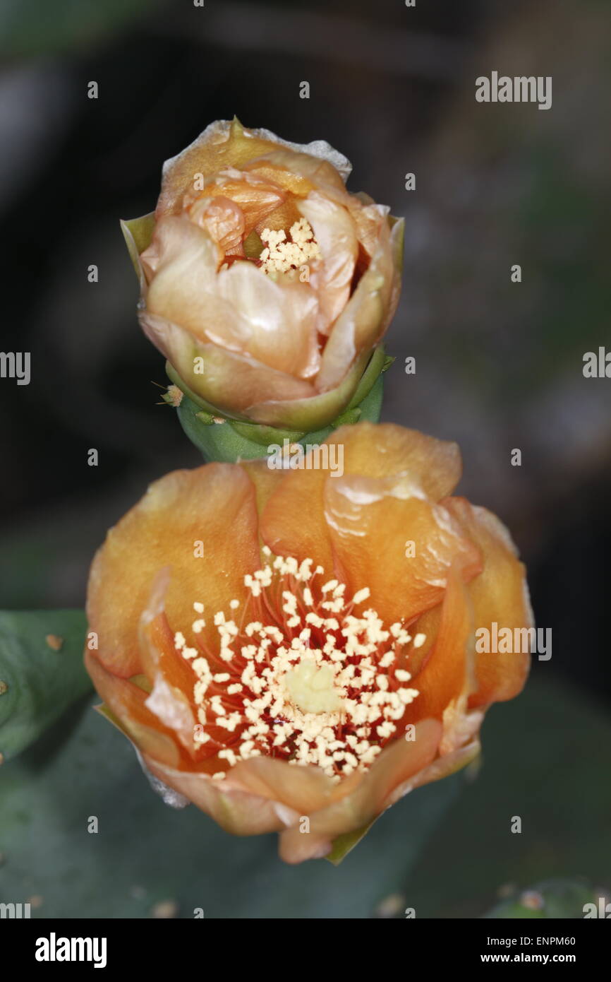 Blooming flower of the Prickly Pear cactus, Opuntia sp. Stock Photo