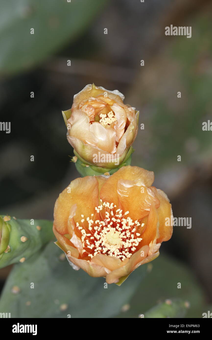 Blooming flower of the Prickly Pear cactus, Opuntia sp. Stock Photo