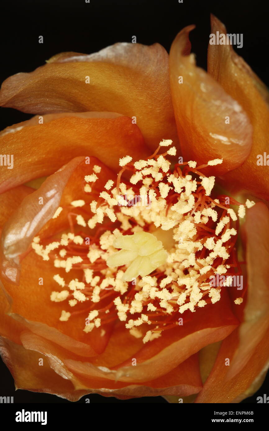 Blooming flower of the Prickly Pear cactus, Opuntia sp. Stock Photo