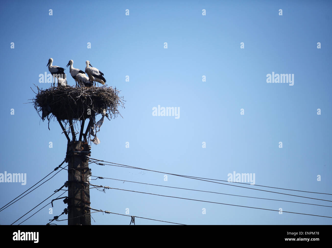 Color picture of a group of stork in a nest, on a pole. Stock Photo
