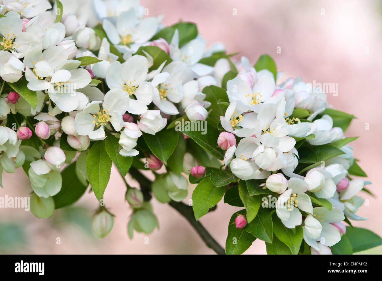 FLOWERING CRABAPPLE MALUS 'HARVEST GOLD' Stock Photo Alamy