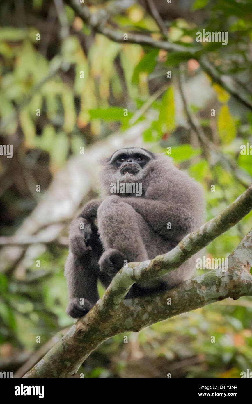 Portrait of a Javan gibbon (Hylobates moloch, silvery gibbon) in Gunung Halimun Salak National Park in West Java, Indonesia. Stock Photo