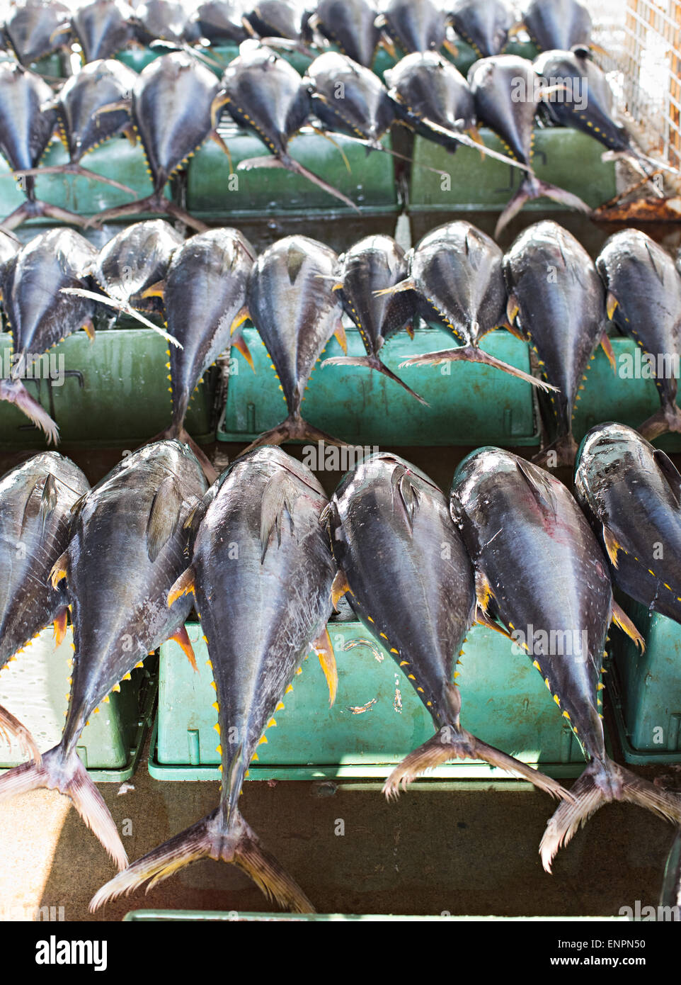 Yellow fin tuna fish hi-res stock photography and images - Alamy