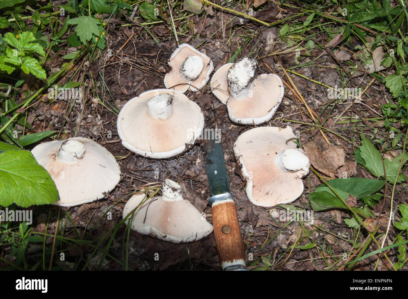White Lactarius or Lactarius resimus mushroom genus Lactarius family Russulaceae. Salted milk mushrooms is believed to exceed th Stock Photo