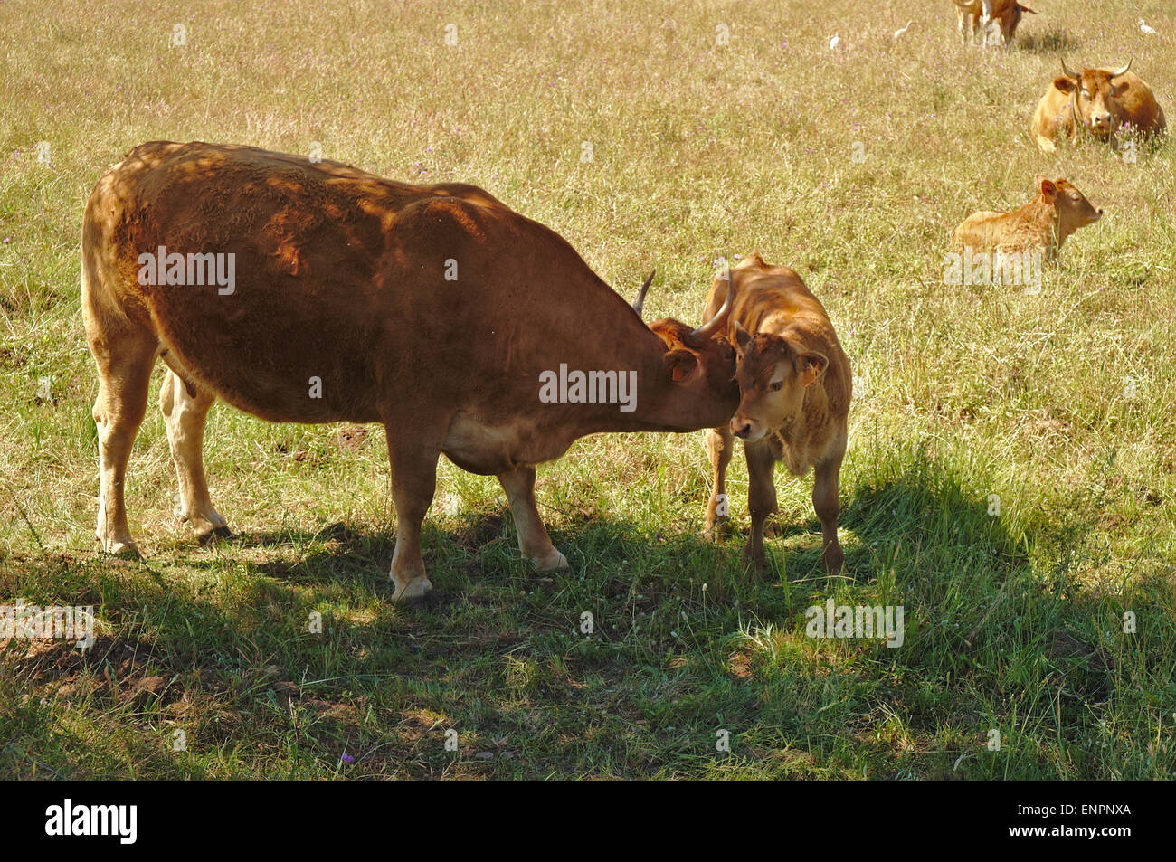 Cow and offspring under a tree in a pasture field. Algarve, Portugal Stock Photo
