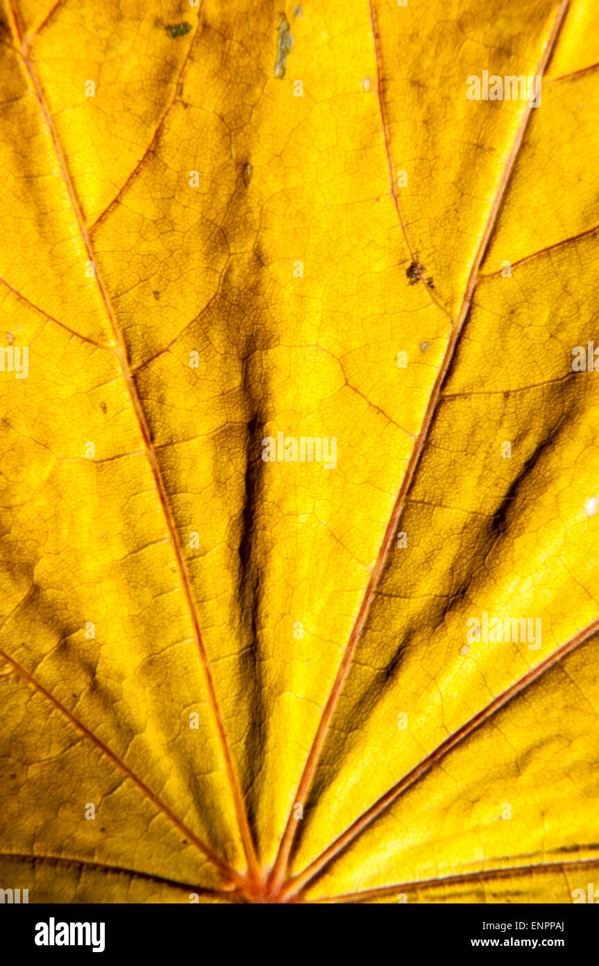 Autumn leaf gift of Golden autumn. Early autumn is the time for random ...