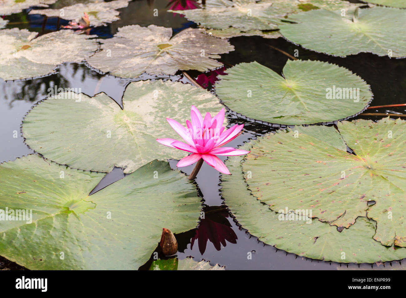 Water with lily hi-res stock photography and images - Page