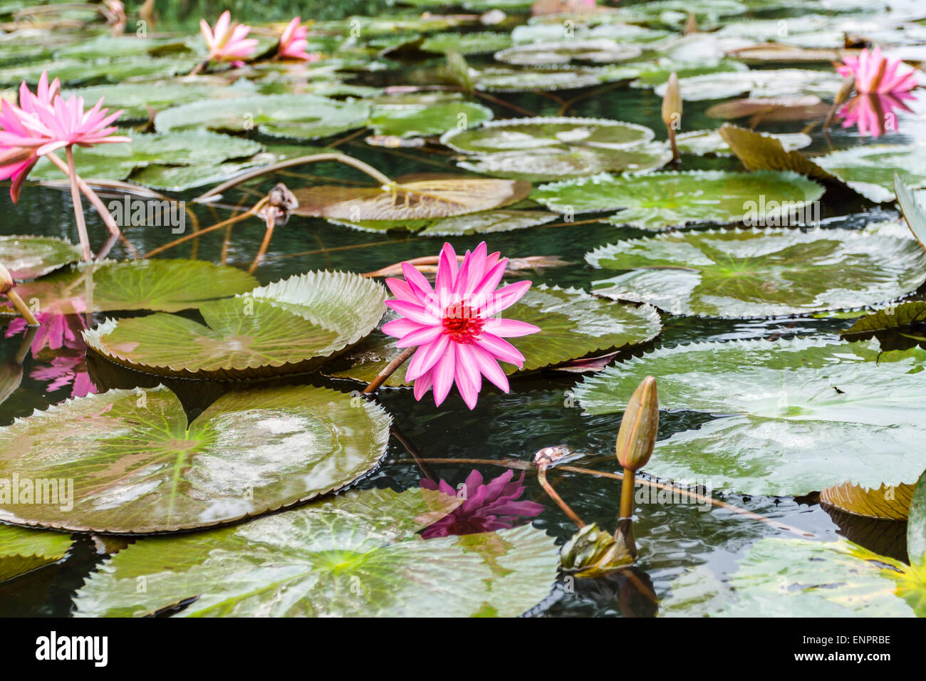 Lily water in pond near Hanoi, Vietnam Stock Photo