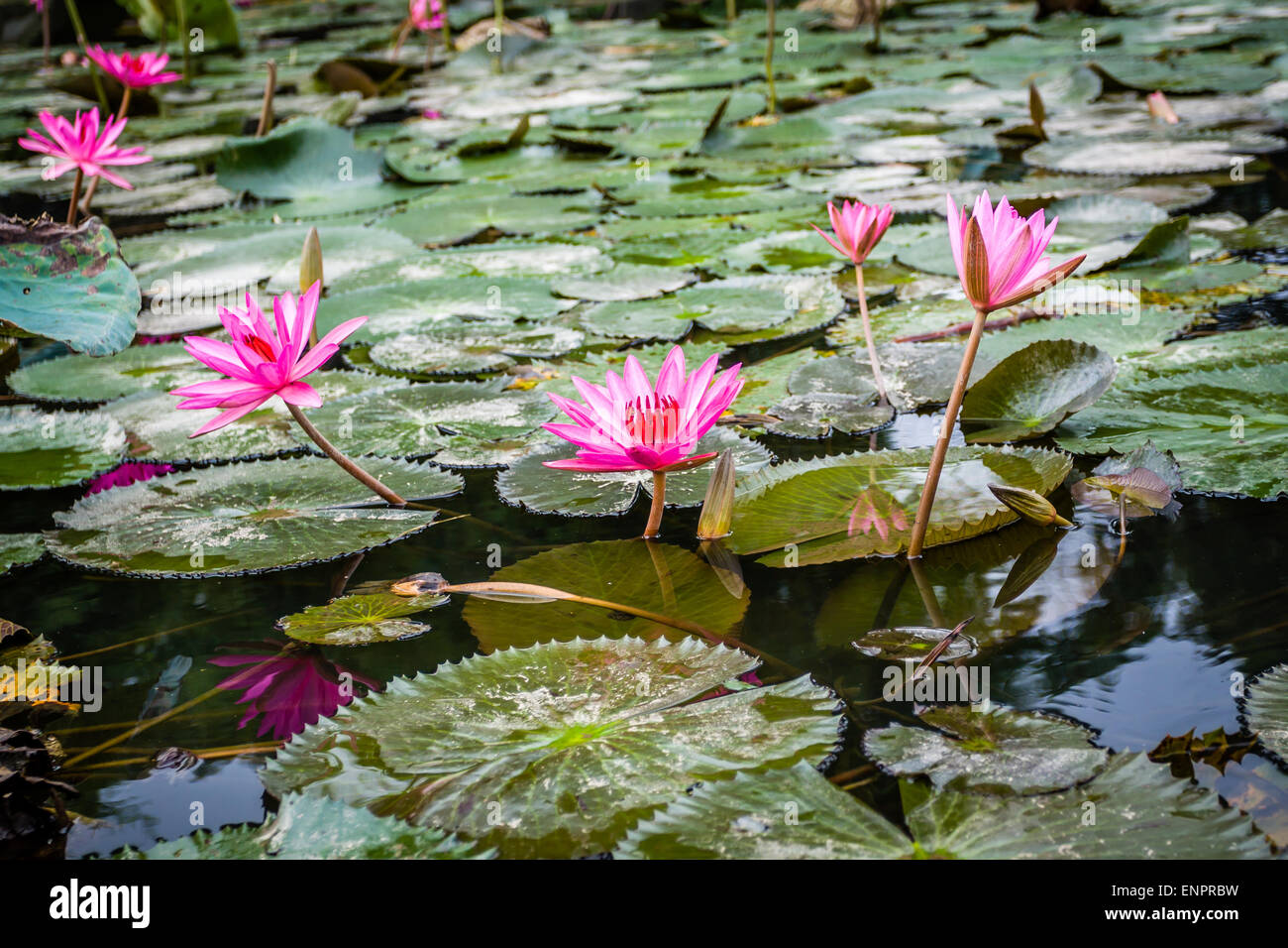 Lily water in pond near Hanoi, Vietnam Stock Photo - Alamy