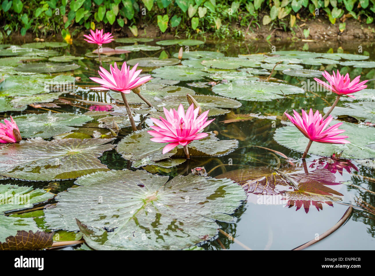 Lily water in pond near Hanoi, Vietnam Stock Photo