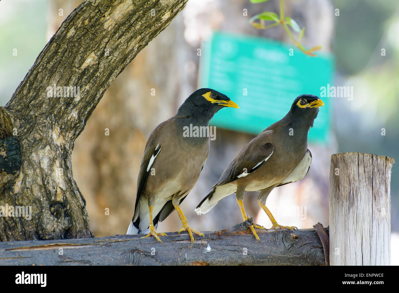 Myna Stock Photo Alamy