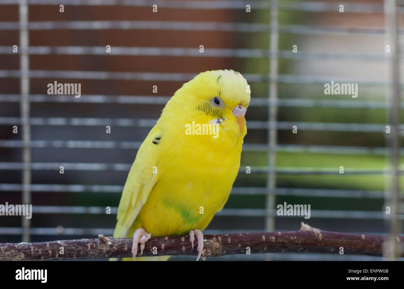 Budgie Hi Res Stock Photography And Images Alamy