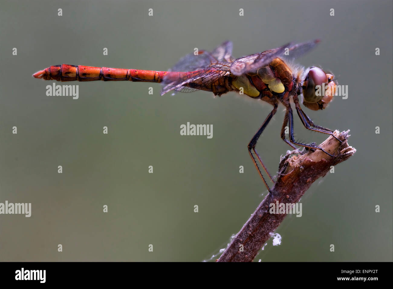 wild red yellow dragonfly on a wood branch in the bush Stock Photo - Alamy