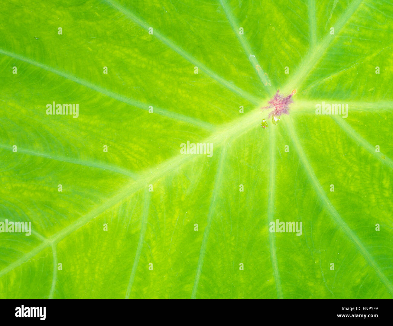 Green lotus leaf hires stock photography and images Alamy