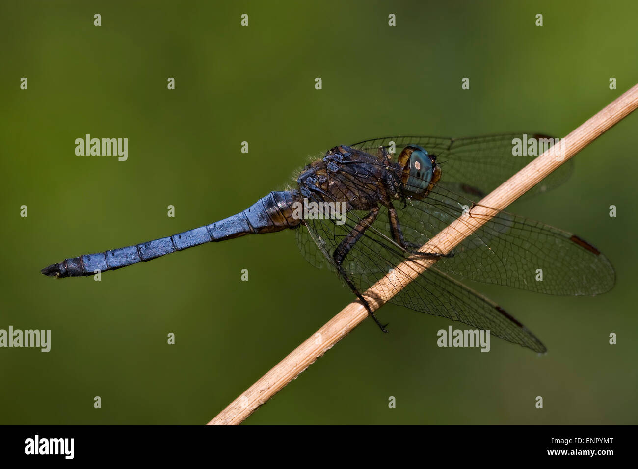 side of wild blue black dragonfly on a wood branch in the bush Stock ...