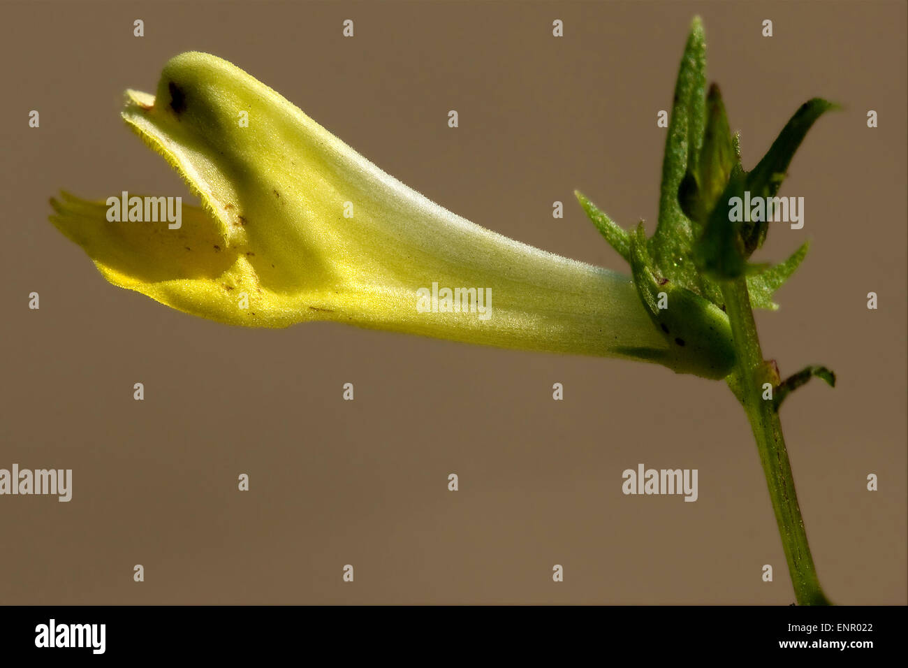 yellow flower medicago falcata leguminose Stock Photo