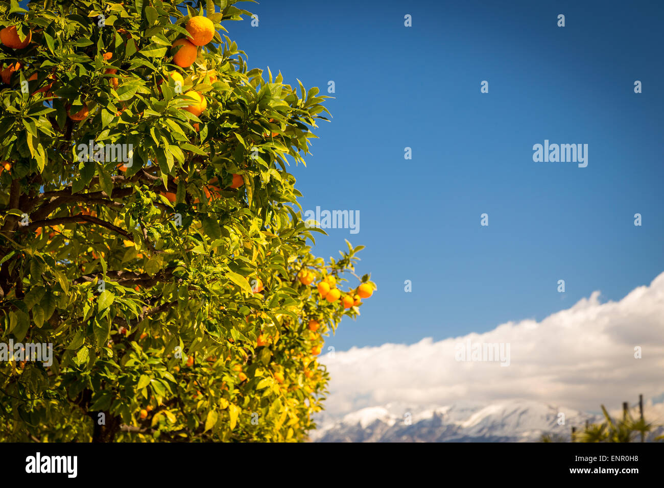 rich orange tree ready for harvest in Italy Stock Photo Alamy