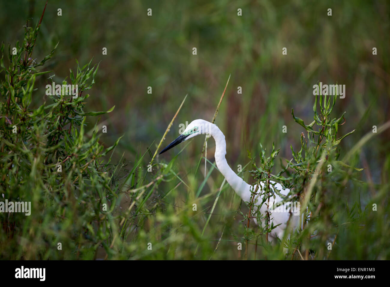 Great Egret in breeding plumage displaying neon green marking on face Stock Photo