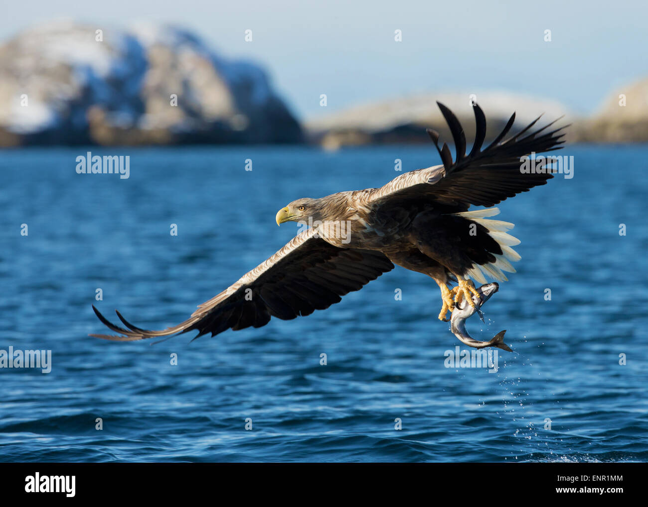 White tailed eagle at winter hi-res stock photography and images - Alamy