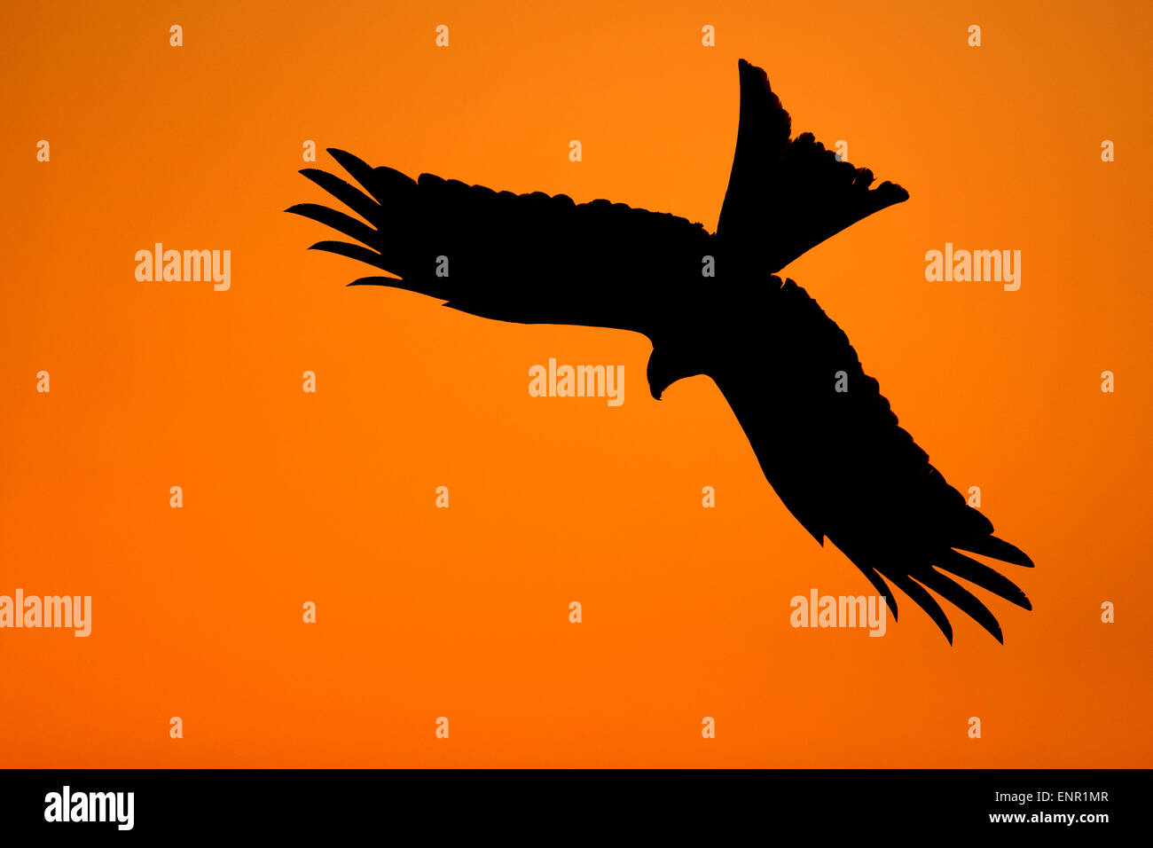 Silhouette of a red kite (Milvus milvus) in flight Stock Photo