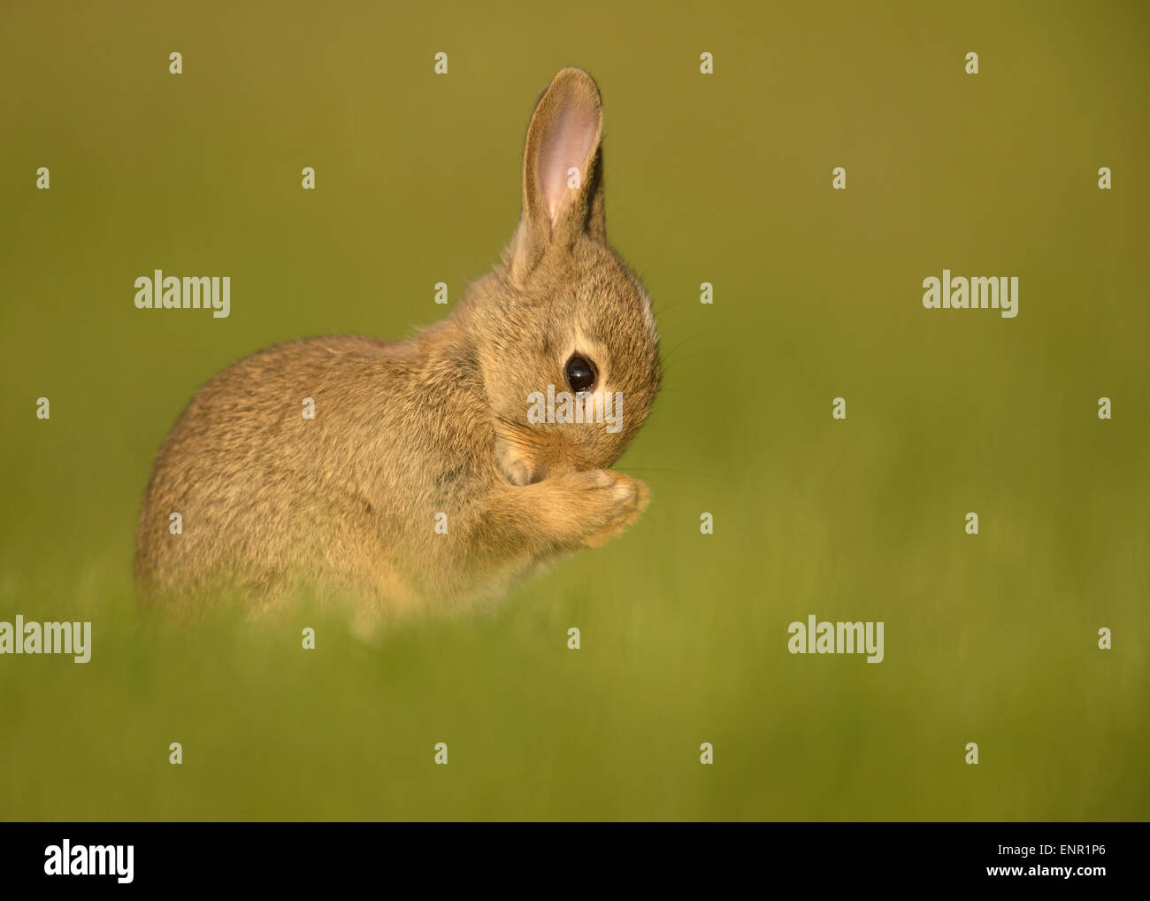 European wild rabbit in the meadow Stock Photo