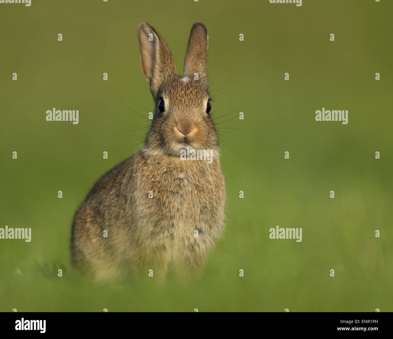 European wild rabbit in the meadow Stock Photo - Alamy