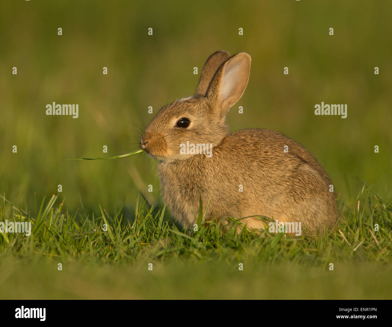 European wild rabbit in the meadow Stock Photo Alamy