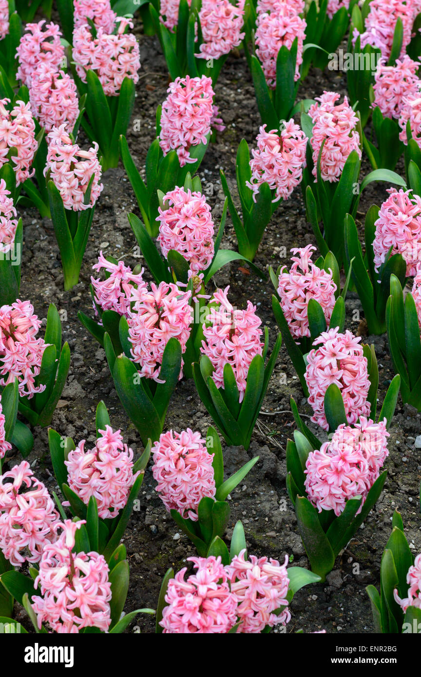 A Flowerbed of pink hyacinths (Hyacinthus orientalis) in an English garden in April 2015. Stock Photo