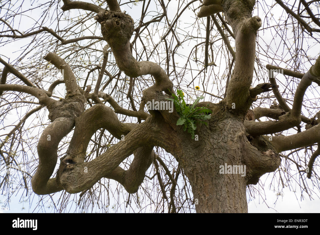The Dandelion - Taraxacum officinale - growing high up in tree in spring Stock Photo