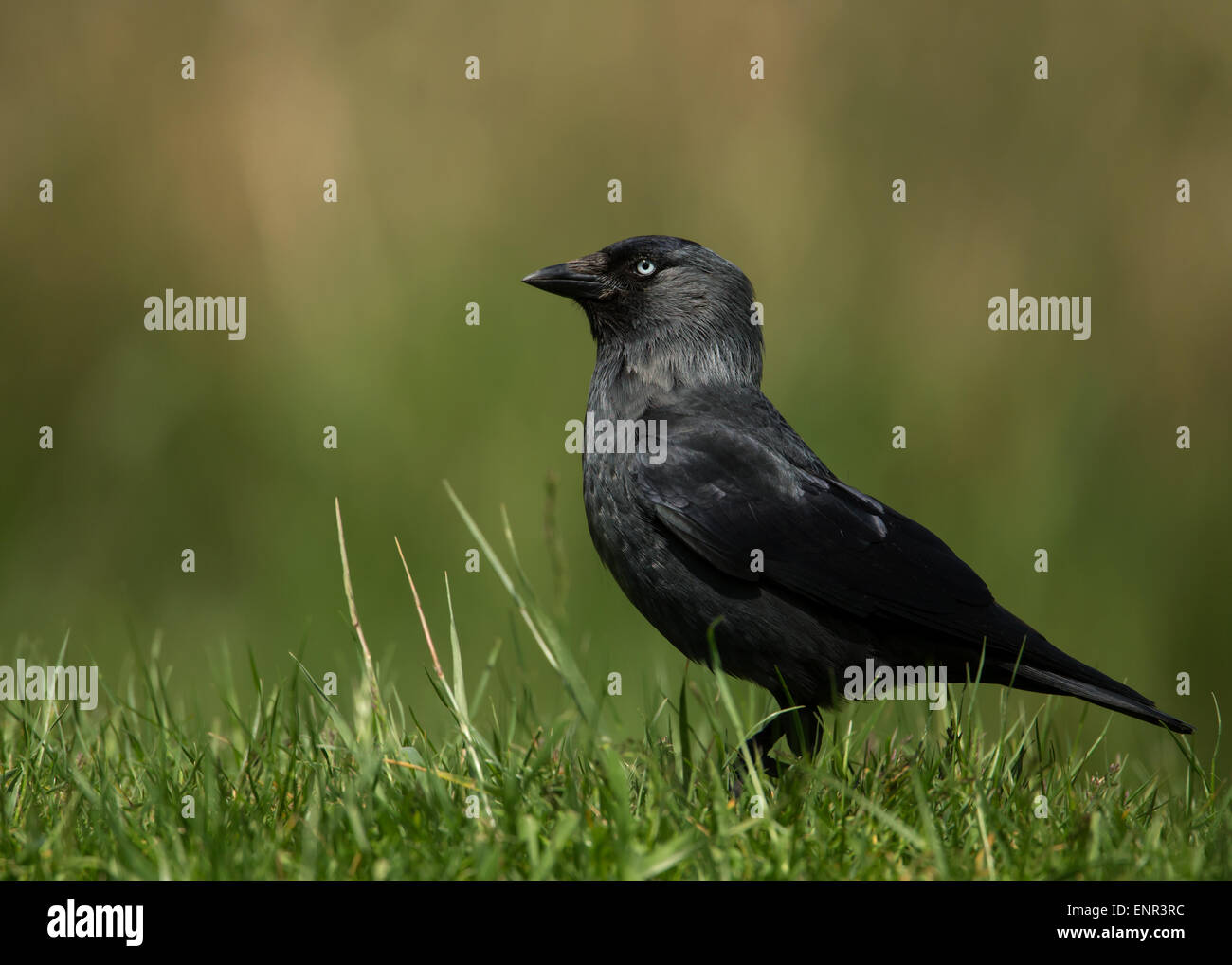 Western jackdaw on the grass Stock Photo