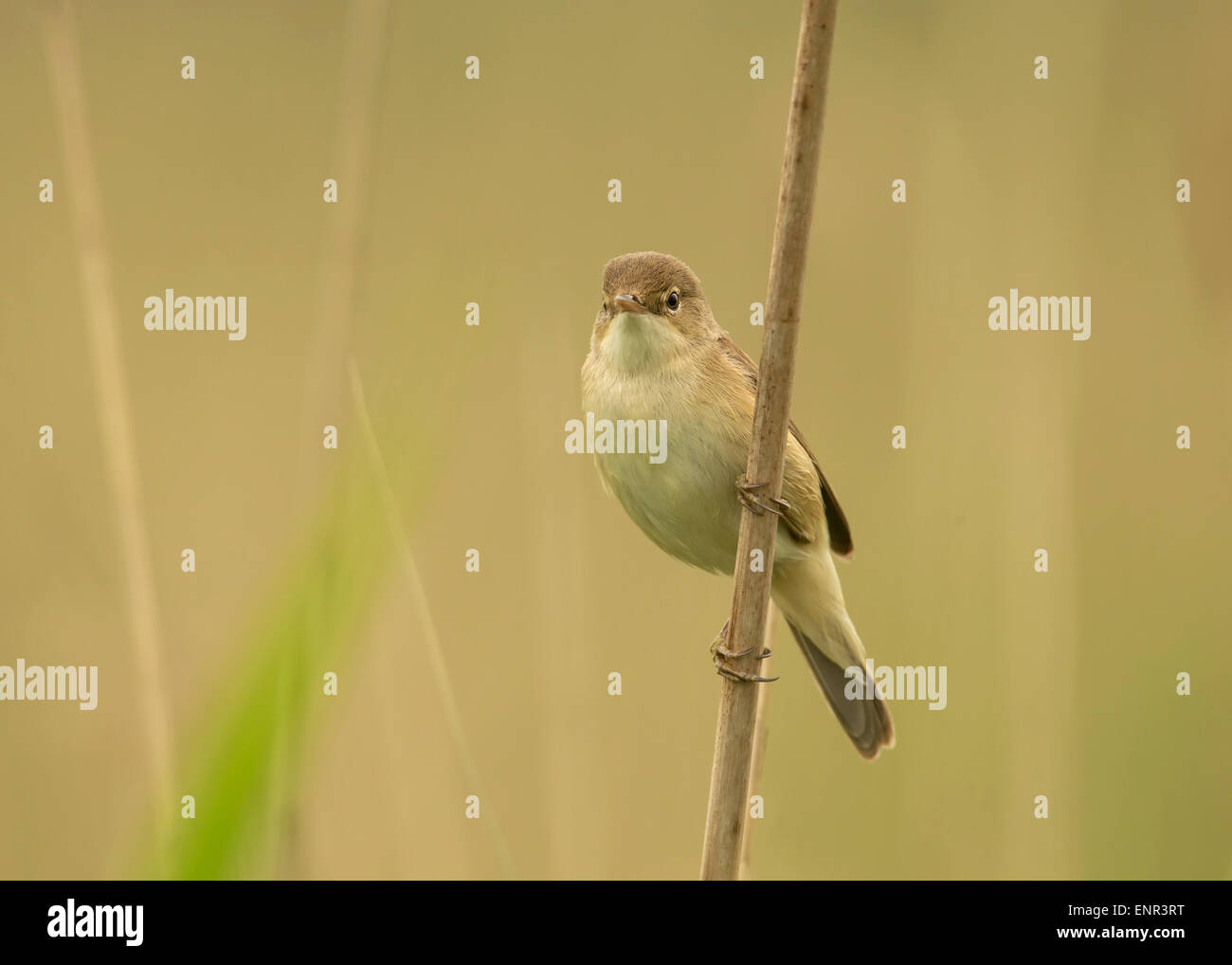 Reed warbler on a reed, UK Stock Photo