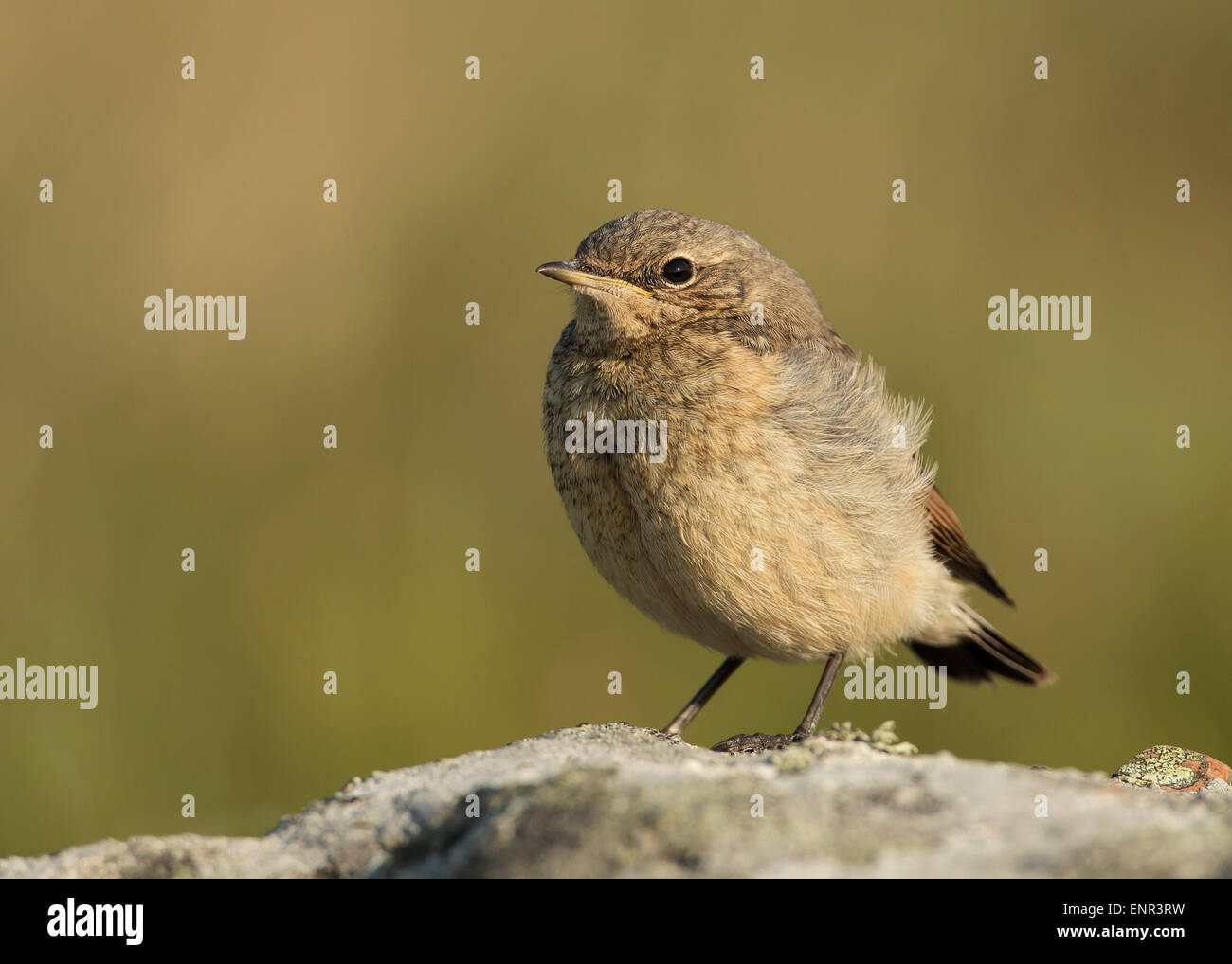 juvenile-wheatear-hi-res-stock-photography-and-images-alamy