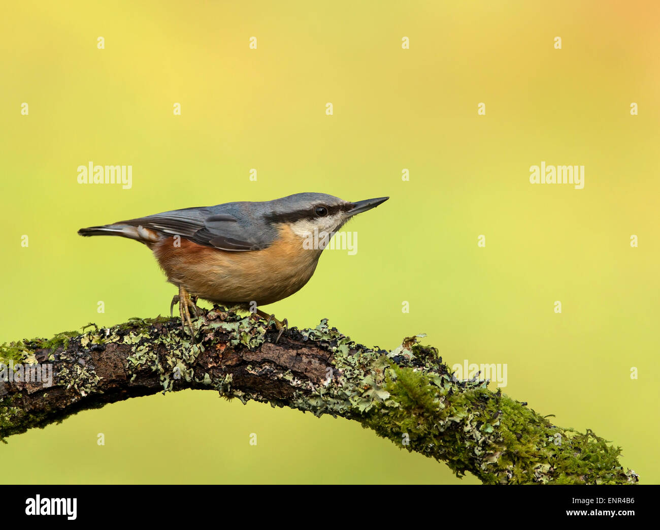 Nuthatch Sitta europaea perching on a branch, UK Stock Photo