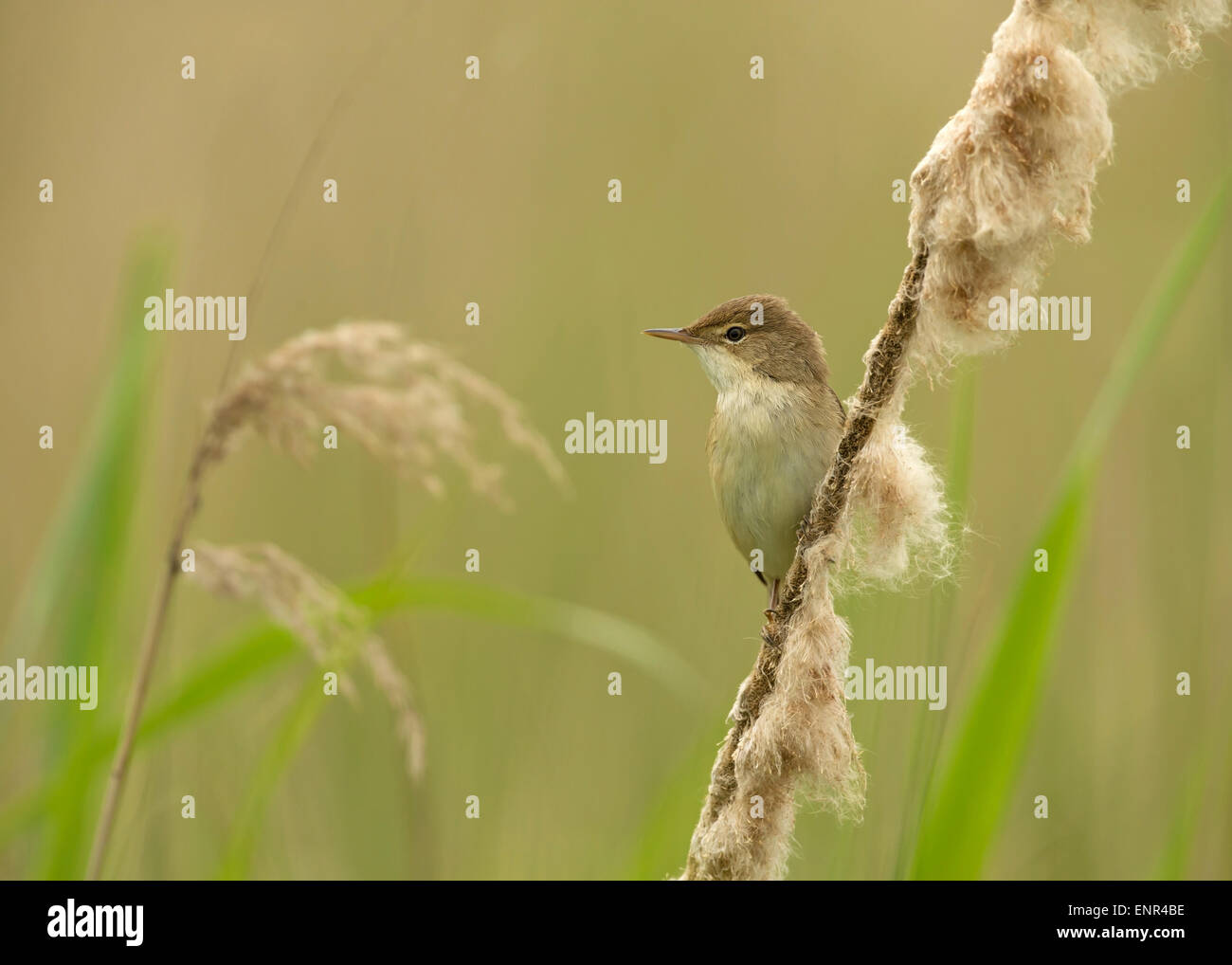 Reed warbler perching on a reed, UK. Stock Photo
