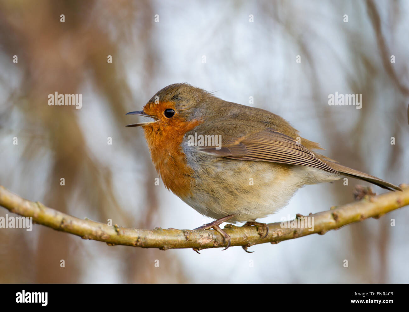 Isolated robin singing on a perch in spring Stock Photo
