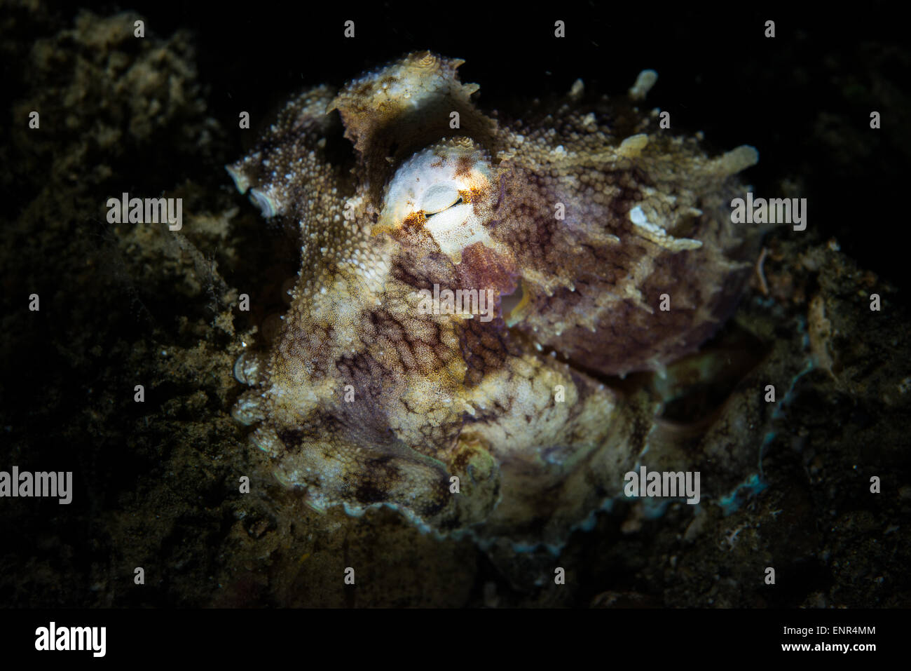 A coconut octopus during a night dive in Ambon Stock Photo