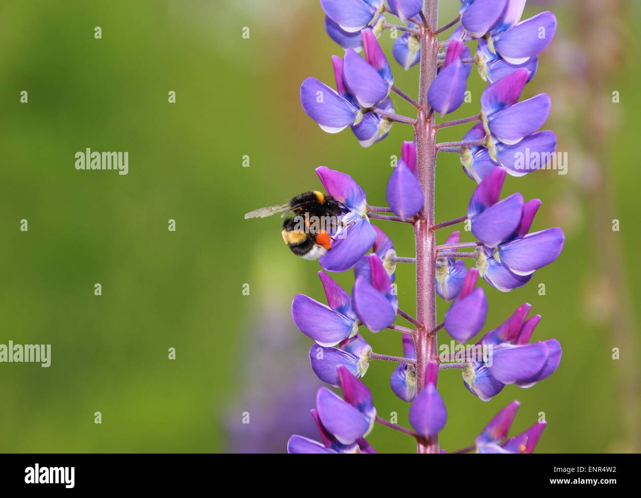 Bumble bee in blue Lupine collecting nectar Stock Photo
