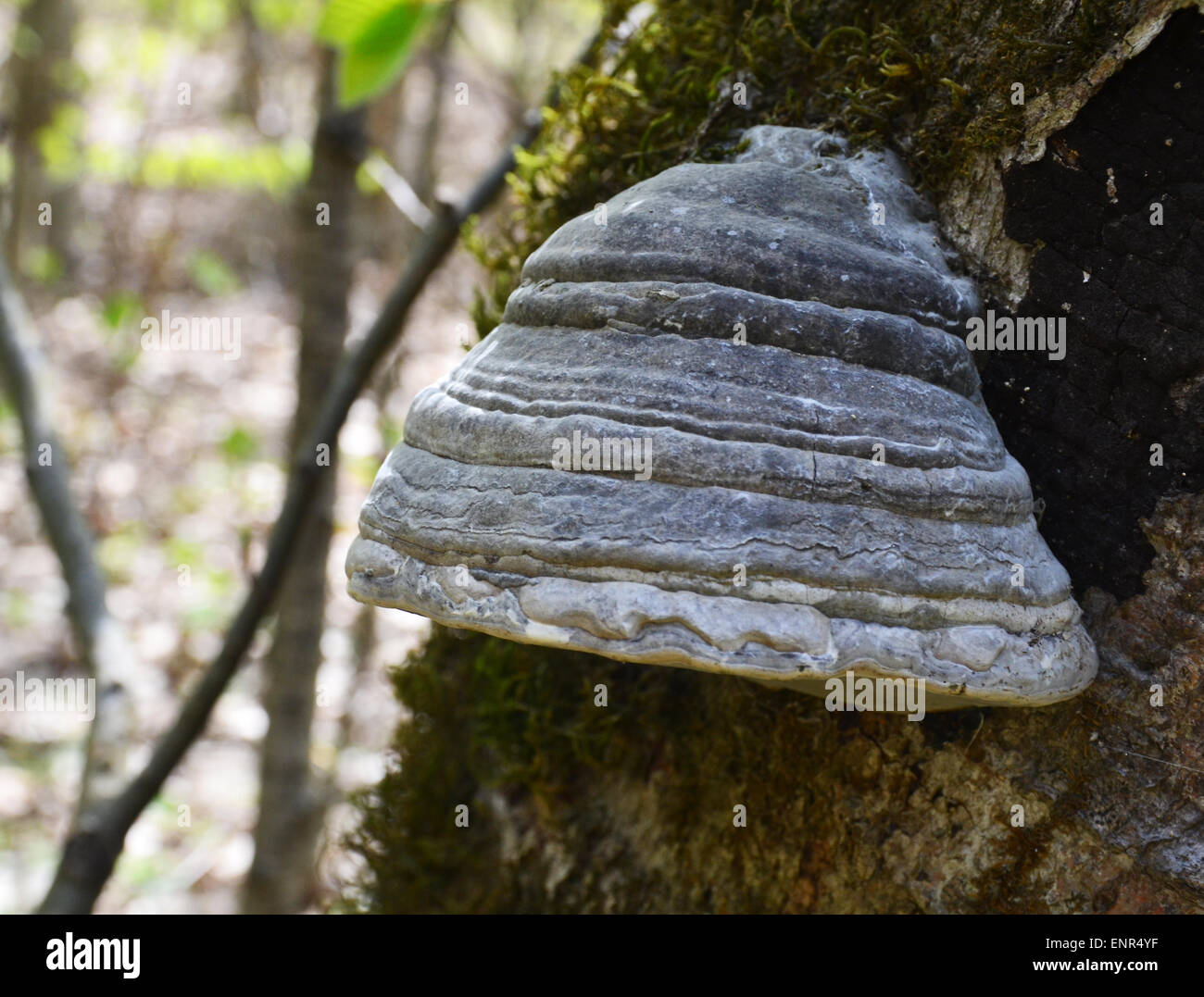 Perennial tinder mushroom on a tree Stock Photo