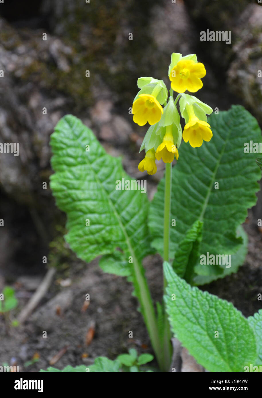 Yellow Funnel Shaped Flower High Resolution Stock Photography and ...