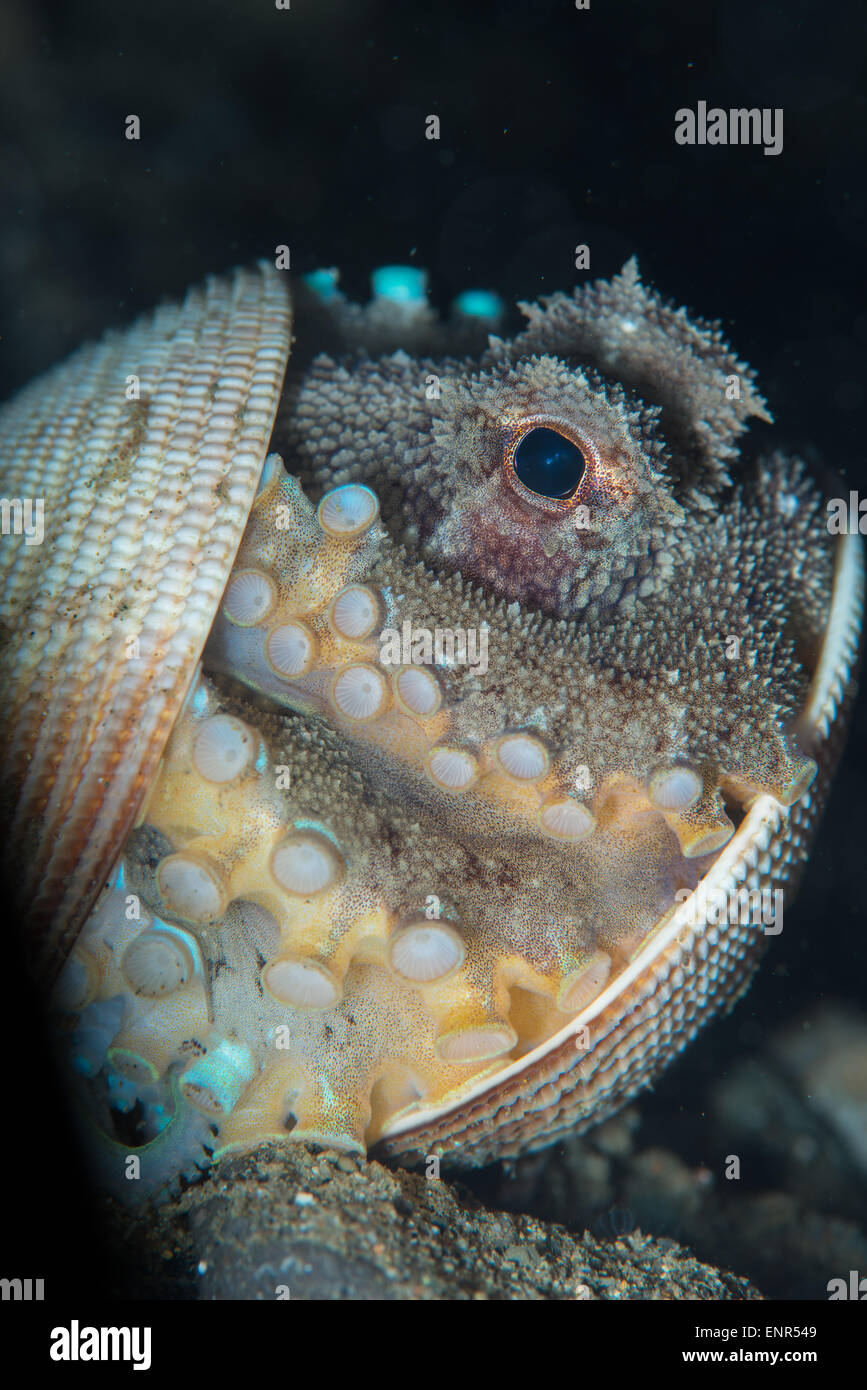 A coconut octopus using a shell to protect itself Stock Photo