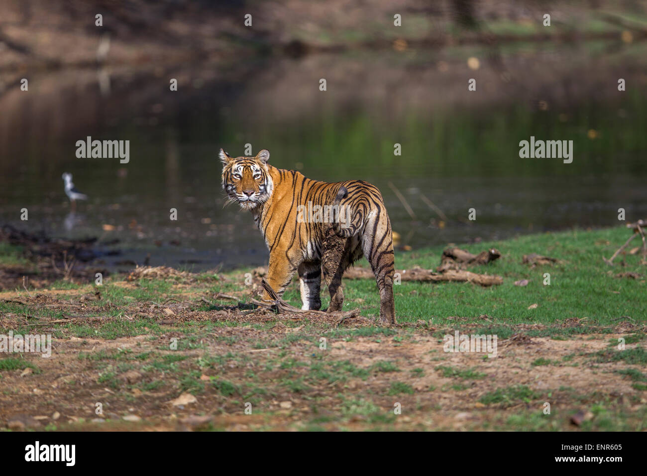 Bengal Tigress Prowling near Rajbaug lake Ranthambhore Forest, India. [Panthera Tigris] Stock Photo